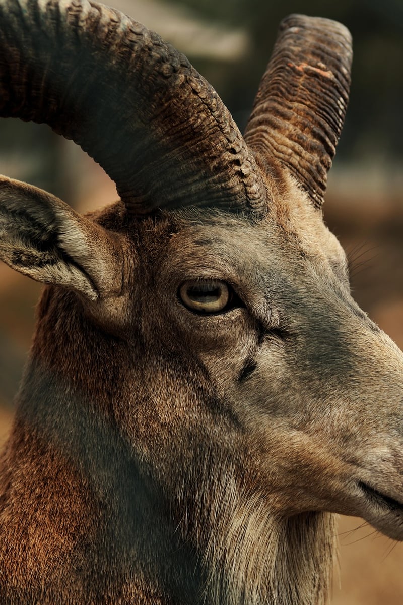 Wildlife Encounter